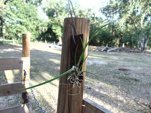 Brassavola flagellaris mounted - brassavola,