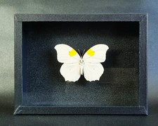 Papillon naturalisé sous