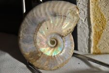 RARE ammonite Aioloceras besairiei albien de Mahajanga Madagascar