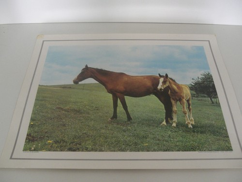 Ancienne planche affiche - ancienne,