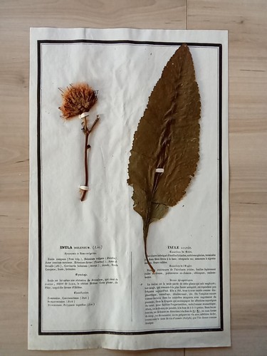 Ancien herbier botanique - ancien,