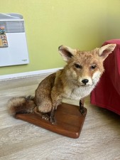 renard empaillé sur socle en bois. Couleur beige et marron. 