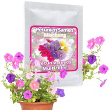 Graines de pétunia environ