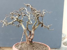 Pré-bonsaï De Prunus Spinosa 40 x 10 cm tronc puissant majestueux écorce...