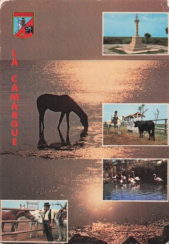 Camargue cheval dans les - camargue,