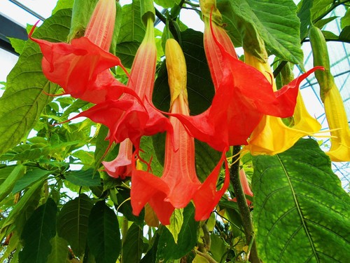 Brugmansia superspot datura - superspot,