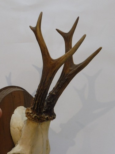 Trophee brocard chevreuil - brocard/chevreuil,