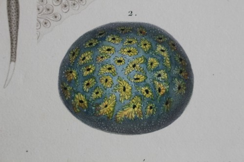 Molluscs engraving animal - molluscs,