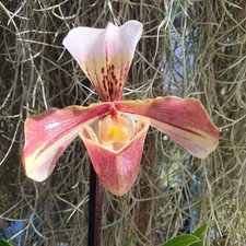 Paphiopedilum americain - paphiopedilum,