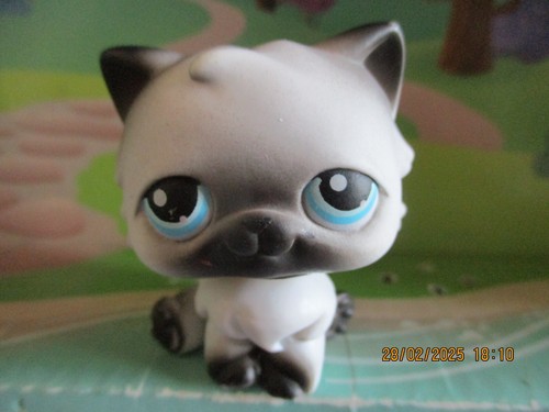 Petshop chat persan - petshop, n°60