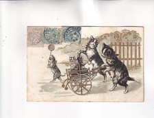 F5223) Carte postale, CHAT
