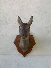 tête de biche sur écusson, taxidermie