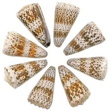 Coquillage conus imperialis -