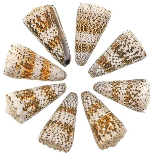 Coquillage conus imperialis - ,