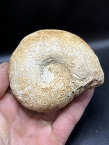 8 cm ammonite - /,