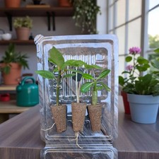 Trio de bébés plantes