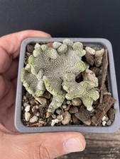 RARE!!! Cactus Caudex
