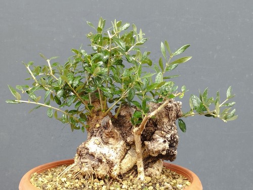 Bonsaï olivastre 20 cm - 28,