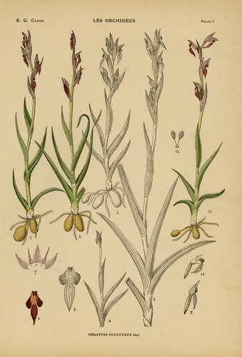 Antique print natural - antique, print-natural