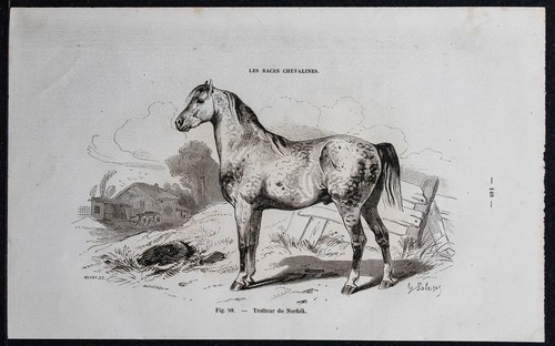 1882 cheval trotteur de - -,