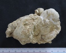 Nautile fossile Bathonien