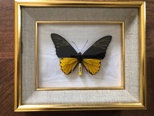 ENTOMOLOGIE, TAXIDERMIE, "