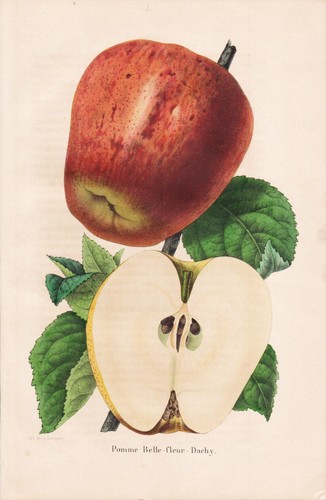 Pomme belle fleur dachy apfel - pomme,