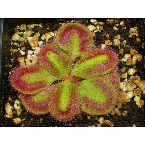 Drosera erythrorhiza 10 - erythrorhiza,