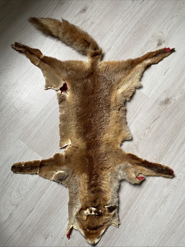 Peau renard fox - peau, de