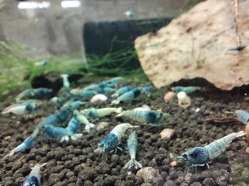 Crevettes blue steel caridina - crevettes,