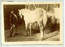 Ecurie, cheval Vintage albumen print,  Tirage albuminé  11x16  Circa 1890 