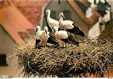 Animaux - Oiseaux - Cigognes - Nid en Alsace - CPM - Voir Scans Recto-Verso