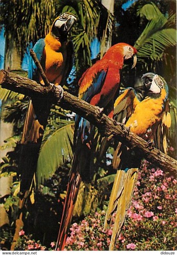 Carte postale animaux - carte,