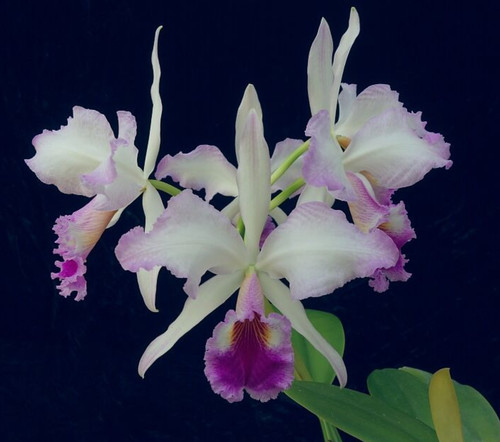 Cattleya jenmanii charlie - cattleya, 'charlie'