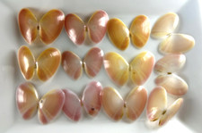 Ensemble de coquillages