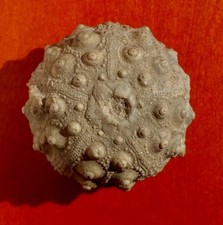 OURSIN FOSSILE JURASSIQUE DU