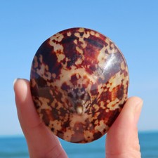 2X Spécimen De Coquillage