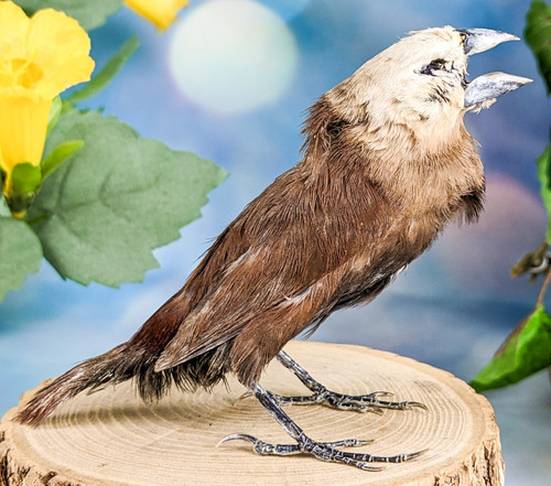 White headed munia finch - white,