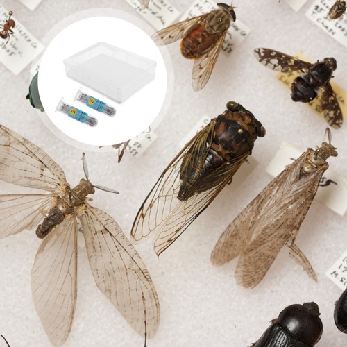 Boite insectes boîte - insectes,