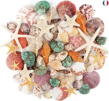 Coquillages Mixtes Coquillages Marins, 3cm - 9cm Coquillages de Plage de