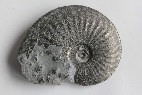 Fossile ammonite amaltheus - fossile,