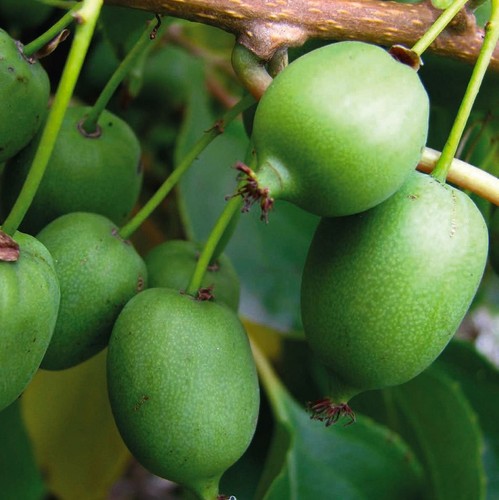 Kiwaï kokuwa autofertile - 'kokuwa',