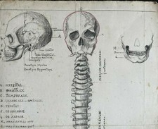Rare dessin original grand format étude anatomique 1920 - 1930 écorché anatomie 