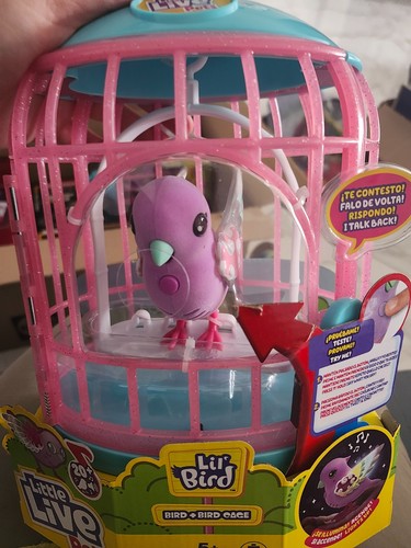 Oiseau little live - pets,