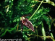 BIN-Bulbophyllum comberi  Easy