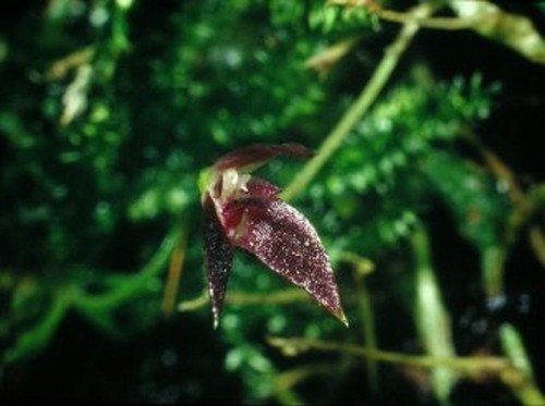 Bin bulbophyllum comberi - , easy