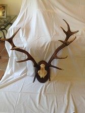 Ancien trophée de chasse  bois de cerf 16 cors origine Espagne