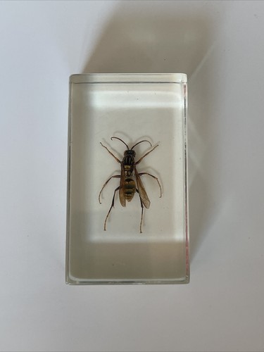 Véritable insecte dans - insecte,