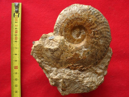 Ammonite toarcien - ammonite, du