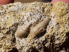 Gasteropodes: Acteon +